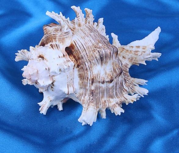 Морская раковина декоративная Чихориус рамосус 15 см,  0250