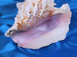 Морская раковина декоративная Стромбус Гигас 18 см,  8604