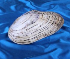 Морская раковина декоративная Макабебе натуральный 25 см, 5035