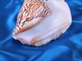Морская раковина декоративная Стромбус латиссимус большой 0222