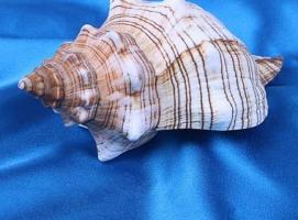 Морская раковина декоративная Трапезиум 10 см, 5452