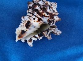 Морская раковина декоративная Циматиум пуран средний  6036