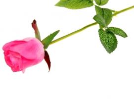Мыльные лепестки Роскошная роза, цвет ярко-розовый
