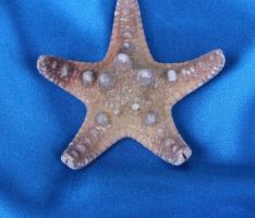 Морская звезда филиппинская 2-5 см, 1240