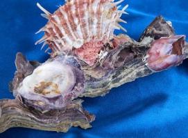Морская раковина декоративная Спондилиус на коралловой ветке 2941