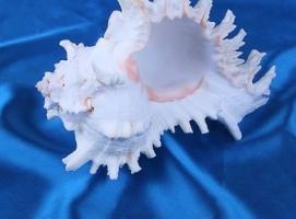 Морская раковина декоративная Чихориус рамосус 18 см,  0251