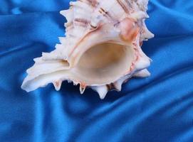 Морская раковина декоративная Мурекс Брассика 4-5 см, 9272
