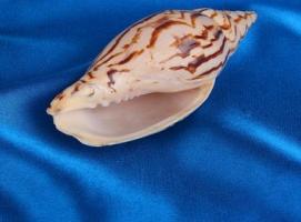 Морская раковина декоративная Турбинелла Парум 6039