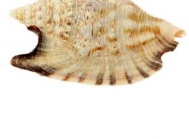 Морская раковина  Стромбус  булла 12011