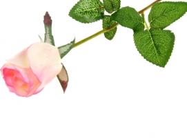 Мыльные лепестки Роскошная роза , цвет нежно-розовый