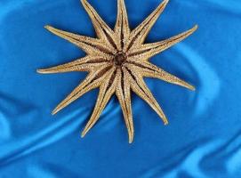 Морская звезда декоративная SS25 9454