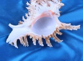 Морская раковина декоративная Чихориус рамосус 13 см,  2146