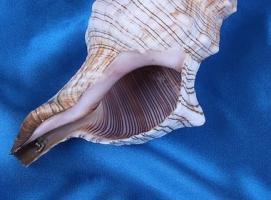Морская раковина декоративная Плероплока трапезиум 13 см, 11349