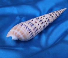 Морская раковина декоративная Теребра макулата 15-18 см, 1334